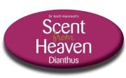 Scent From Heaven Dianthus0.jpg
